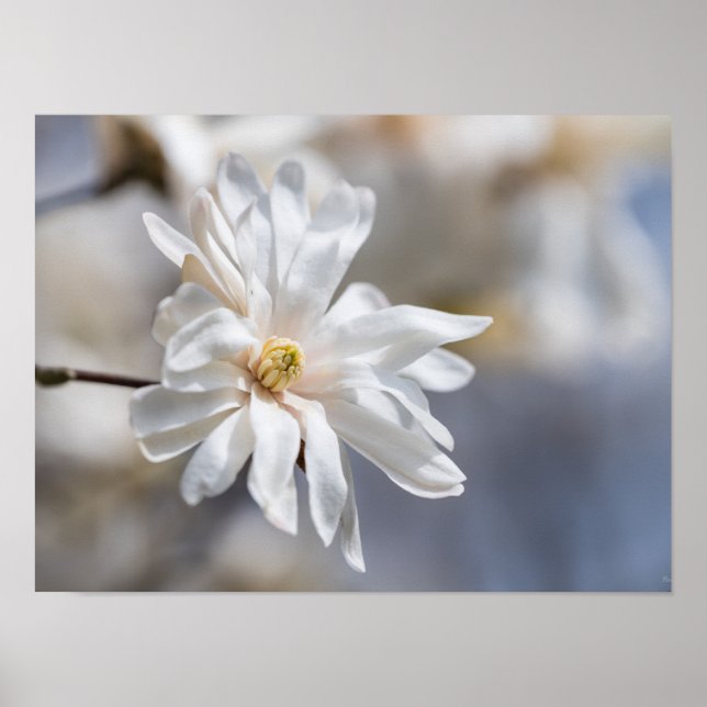 Poster Star Magnolia Bloom (Devant)