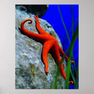 Poster starfish-452926 PHOTOGRAPHIE DE STARFISH ROUGE CLA