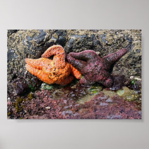 Poster Starfish at Bob Creek
