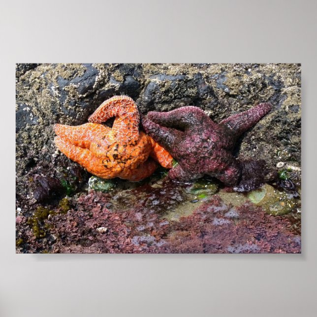 Poster Starfish at Bob Creek (Devant)