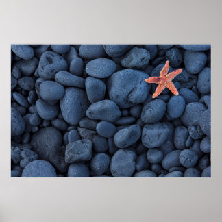 Poster Starfish On Black Rocks Along Iceland