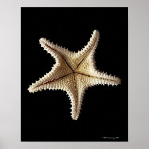 Poster Starfish skeleton, close-up