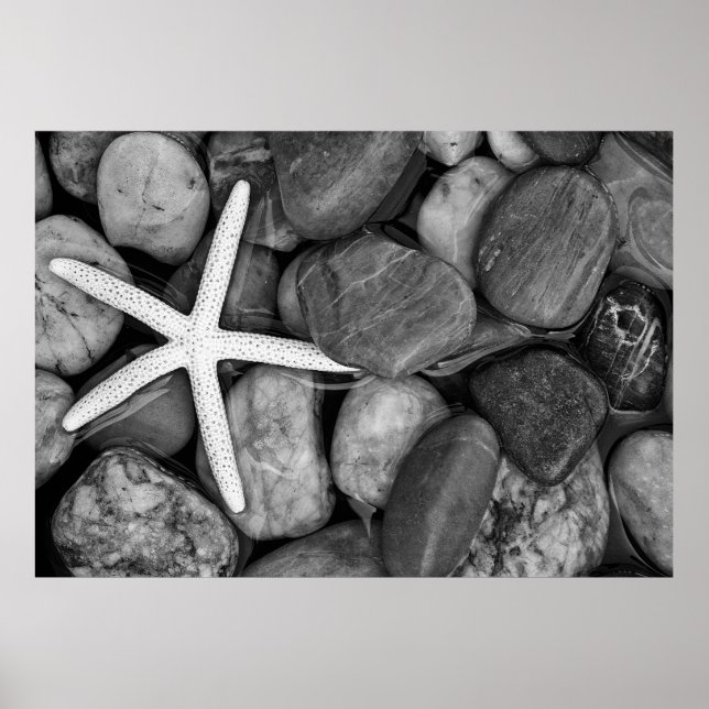 Poster Starfish sur Rocks (Devant)