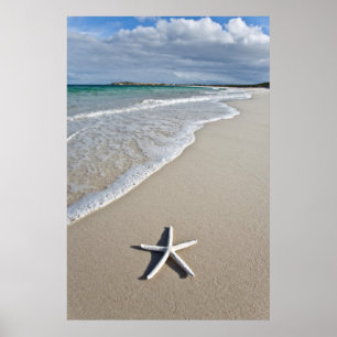 Poster Starfish Sur Une Plage Éloignée