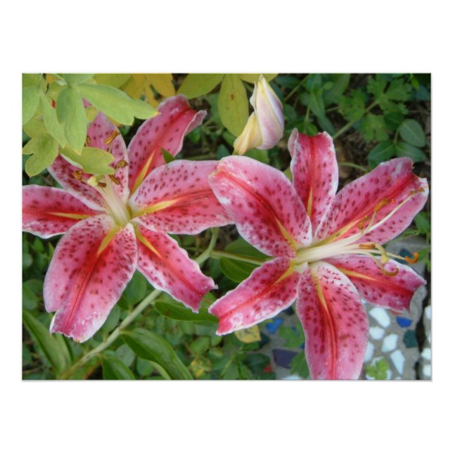 Poster Stargazer Lilies Jardin Floral (Devant)