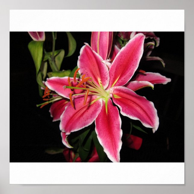 Poster Stargazer Lilly (Devant)