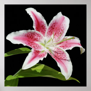 Poster Stargazer Lily