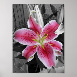 Poster Stargazer Lily