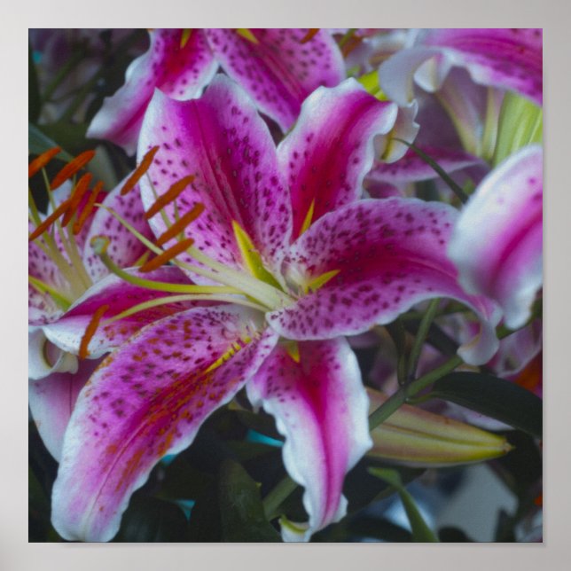 Poster Stargazer Lys rose & Magenta (Devant)