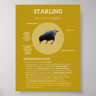 Poster Starling