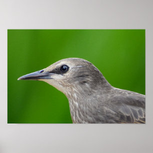Poster Starling commun/européen