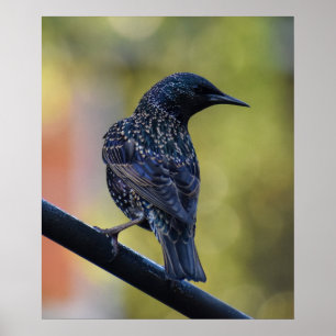 Poster Starling européen
