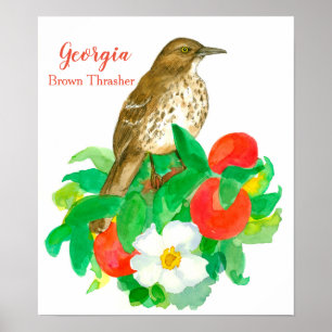 Poster State Bird of Georgia Brown Thrasher