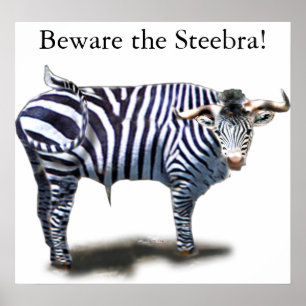 Poster Steebra