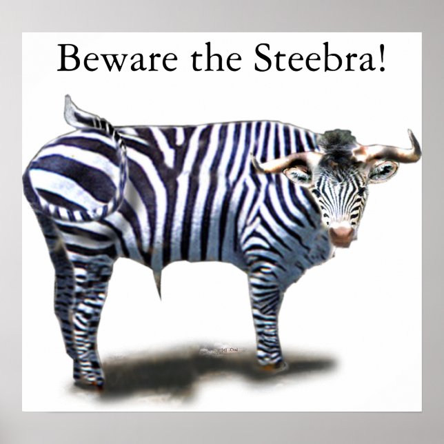 Poster Steebra (Devant)