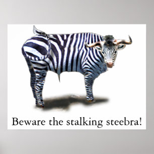 Poster Steebra