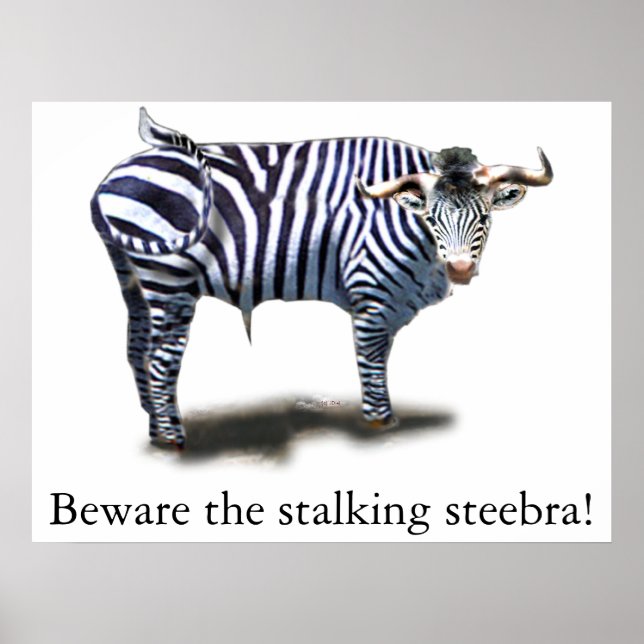 Poster Steebra (Devant)