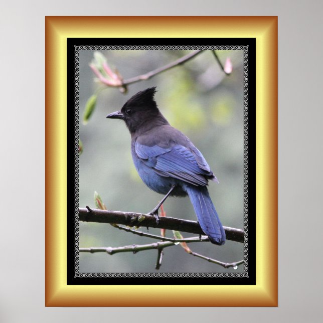 Poster "Steller’s Jay" ~ Golden Frame Series 001 ~ (Devant)