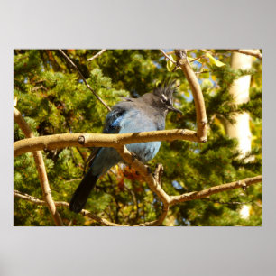 Poster Steller's Jay au parc national Rocky Mountain