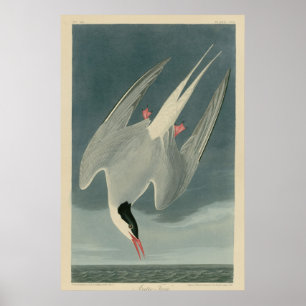 Poster Sterne arctique