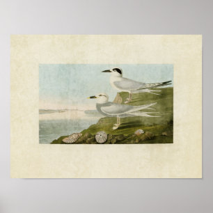 Poster Sterne du plat 409 % pipe% Havell et sterne de