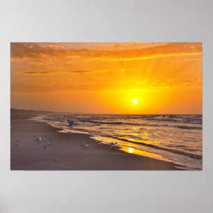 Poster Sternes naine sur la plage, Money Bayou Beach, Flo