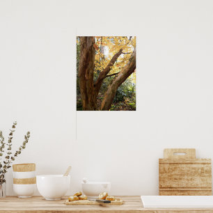 Poster Stewartia japonaise colorée