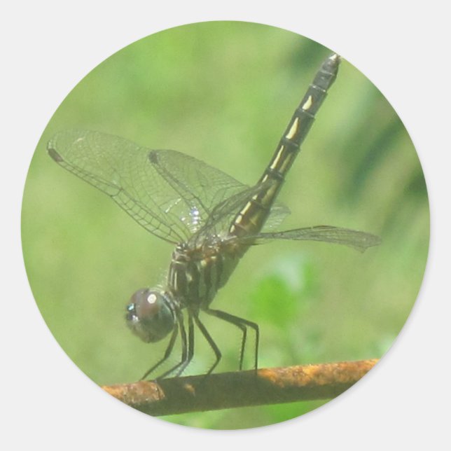 Poster Sticker Dragonfly (Devant)