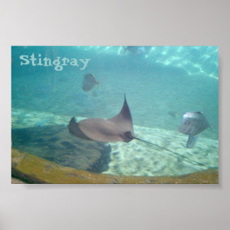 Poster Stingray
