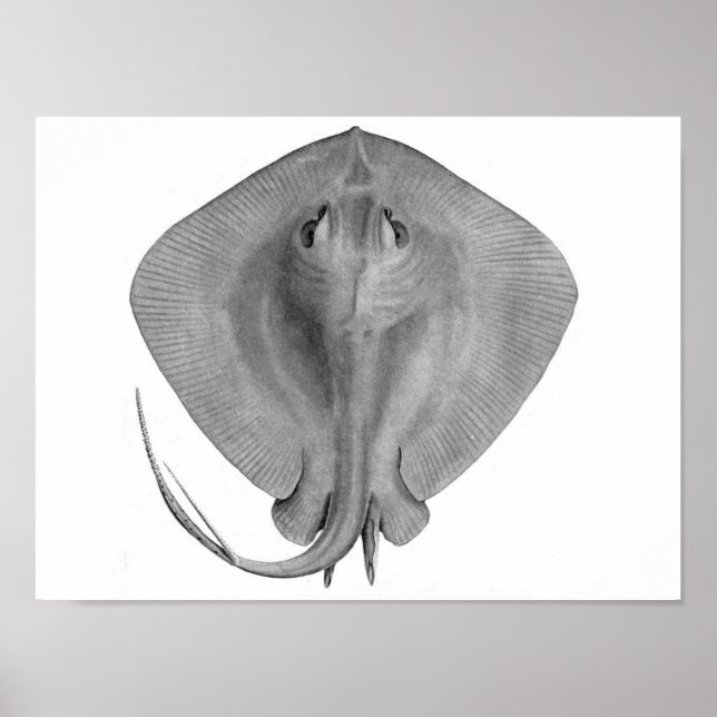 Poster Stingray à queue courte (Dasyatis brevicaudata) (Devant)