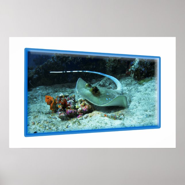 Poster Stingray en mouvement - Design photographique | (Devant)