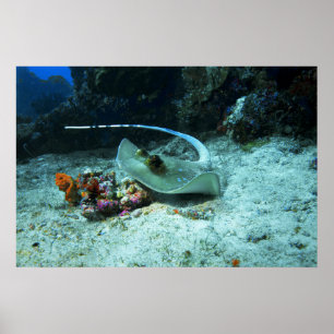 Poster Stingray en mouvement - Photo prise sur Coral Tria
