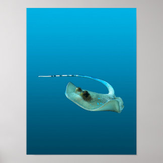 Poster Stingray in motion! Gradient blue background | 