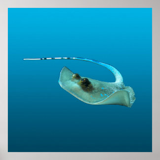 Poster Stingray in motion! Gradient blue background | 