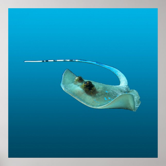 Poster Stingray in motion! Gradient blue background |  (Devant)