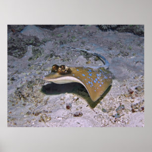 Poster Stingray tacheté bleu