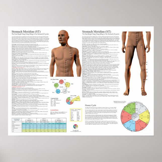 Poster Stomach Meridian Acupuncture Points (Devant)