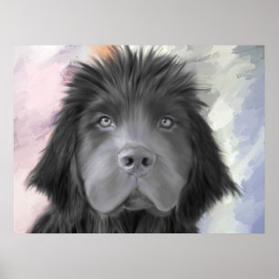 Poster Stormy the Newfoundland