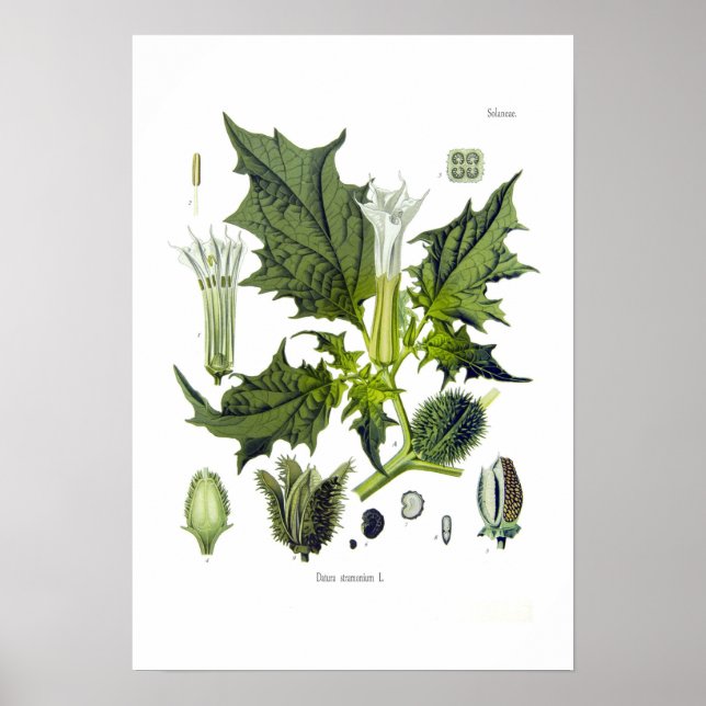 Poster Stramonium Datura (Devant)