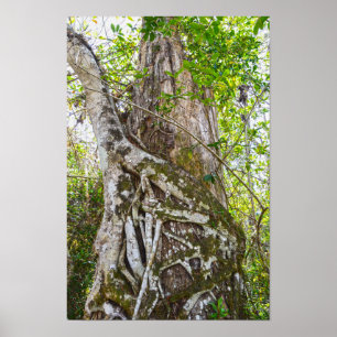 Poster Strangler Fig, Big Cypress National Preserve, FL
