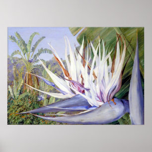 Poster Strelitzia par Marianne North - Paysage exotique