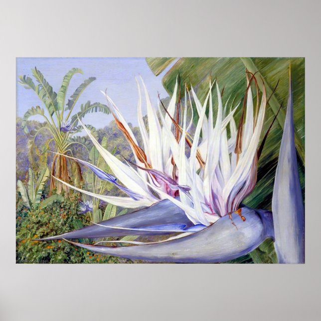 Poster Strelitzia par Marianne North - Paysage exotique (Devant)