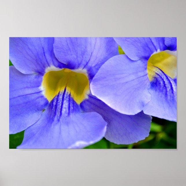 Poster Streptocarpus Spécifications Fleurs Bleues (Devant)