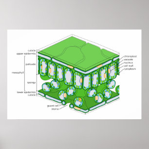 Poster Structure à grande échelle d'un diagramme feuille