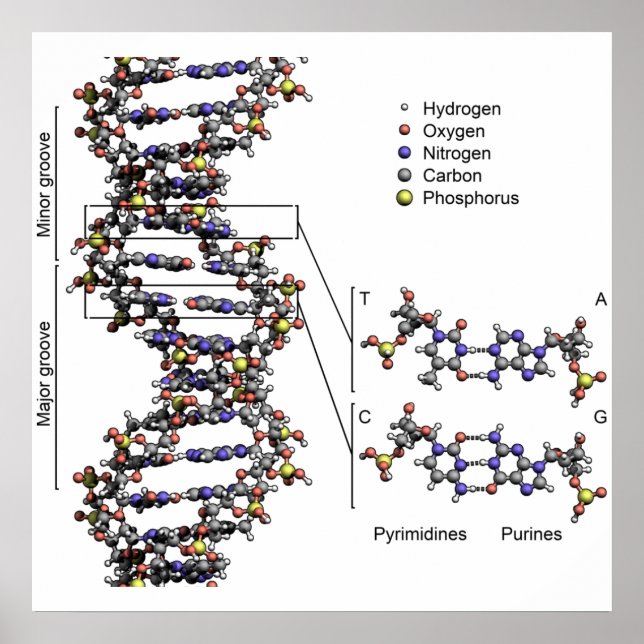 Poster Structure de l'ADN Bases acides désoxyribonucléair (Devant)