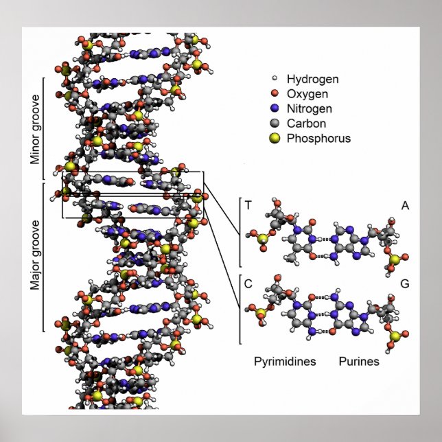 Poster Structure de l'ADN Diagramme acide désoxyribonuclé (Devant)
