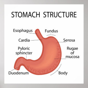 Poster Structure de l'estomac