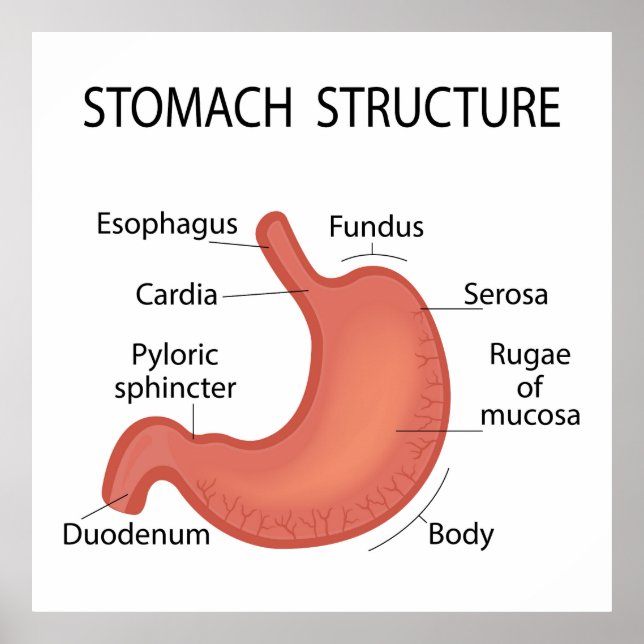 Poster Structure de l'estomac (Devant)
