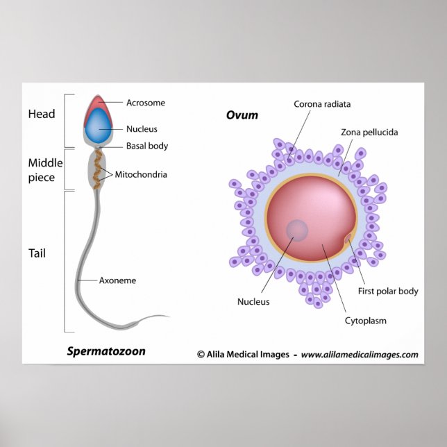 Poster Structure de l'oeuf et du sperme (Devant)