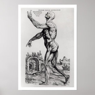 Poster Structure de musculature d'un homme (b/w négatif